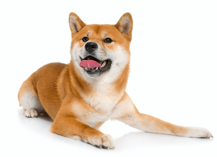 Dogecoin (DOGE) Still Trades Around $0.002 USD While the ...